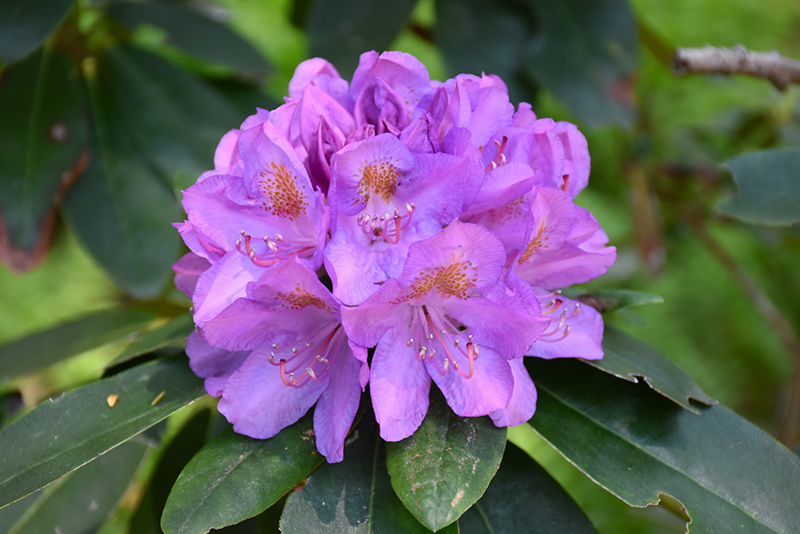 Grandiflorum Rhododendron