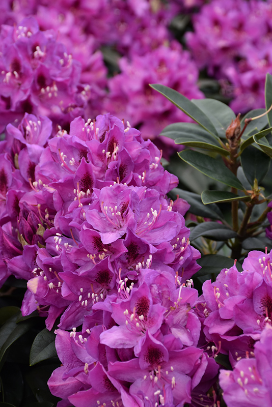 Anah Kruschke Rhododendron