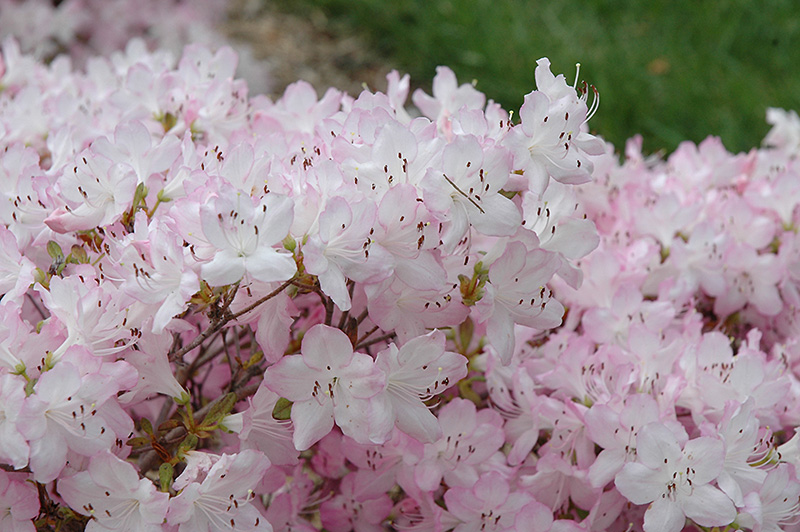 Bubble Gum Rhododendron