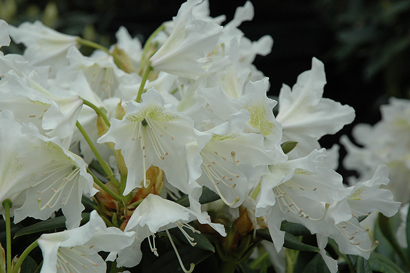 Cunningham White Rhododendron