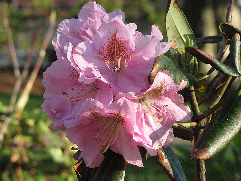 Janet Blair Rhododendron