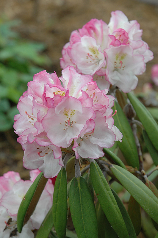 Ken Janeck Rhododendron