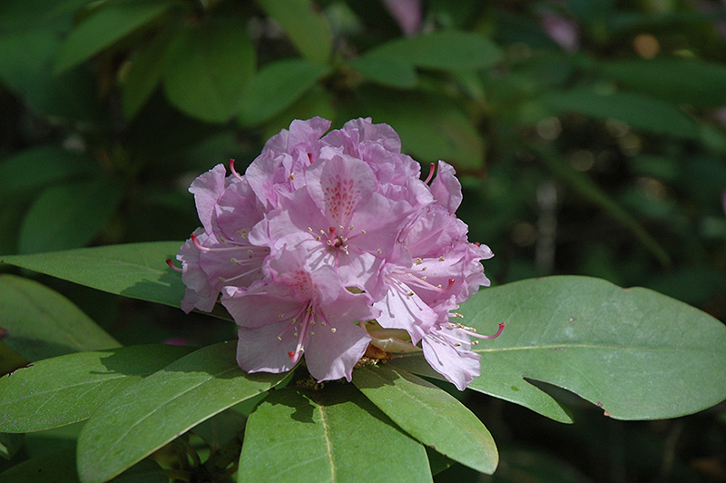 Lavender Queen Rhododendron