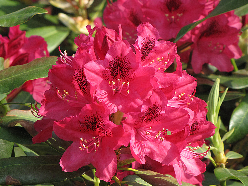 Nova Zembla Rhododendron