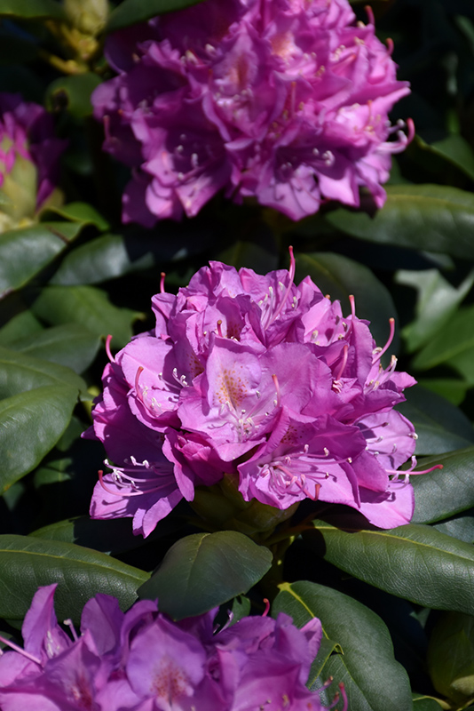 Roseum Elegans Rhododendron