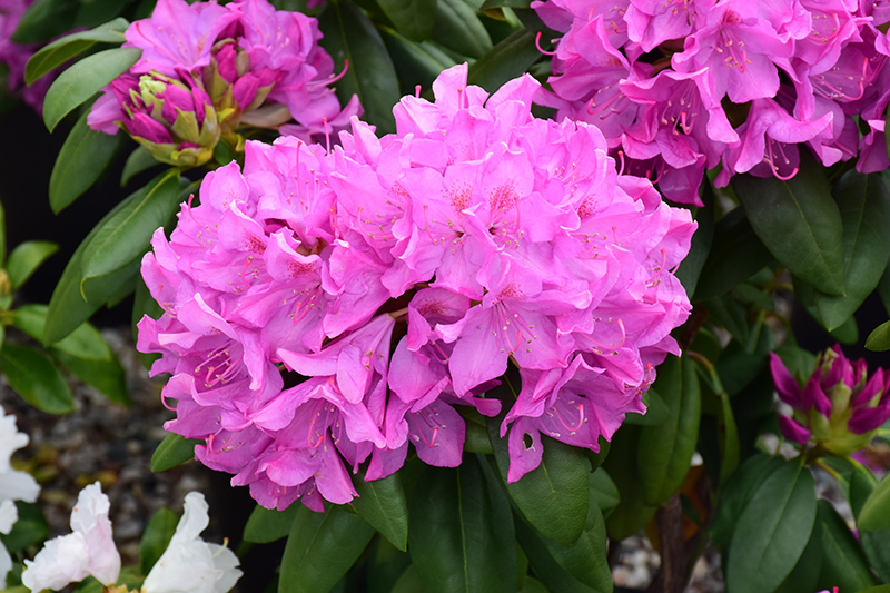Roseum Pink Rhododendron