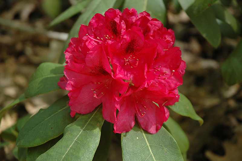 The General Rhododendron