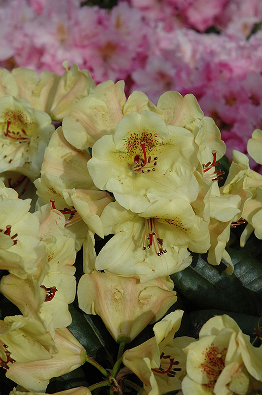 Viscy Rhododendron