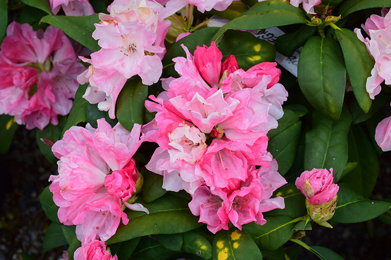 Yaku Prince Rhododendron