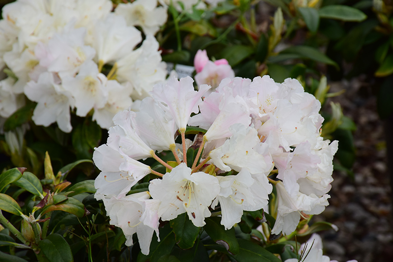 Yaku Princess Rhododendron