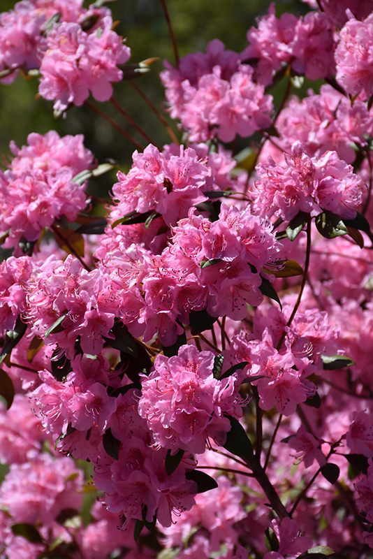 Weston's Aglo Rhododendron