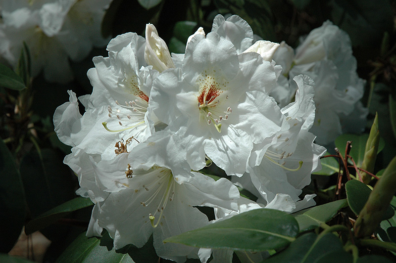 Dora Amateis Rhododendron