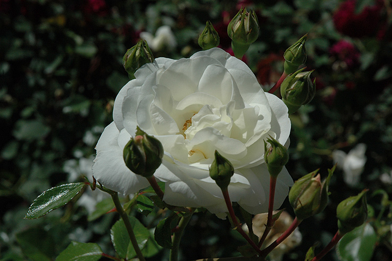 White Dawn Rose