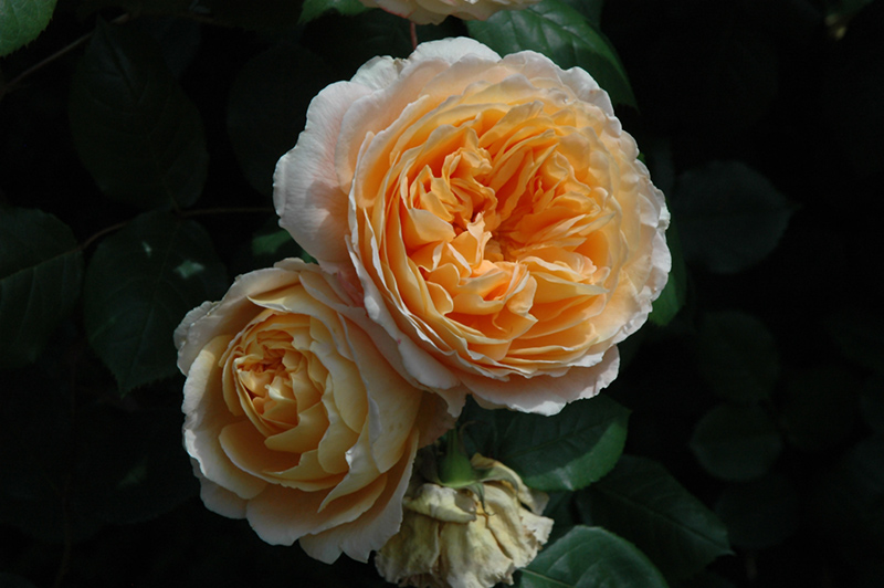 Crown Princess Margareta Rose