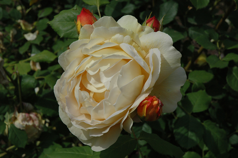 Golden Celebration Rose