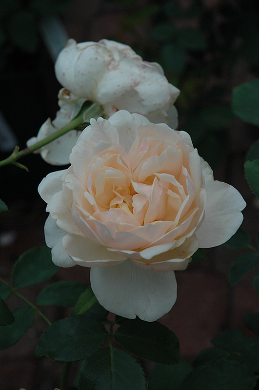 Lichfield Angel Rose