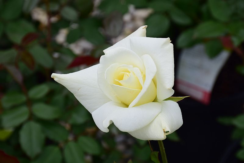 John F. Kennedy Rose