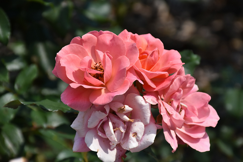 Coral Knock Out&reg; Rose