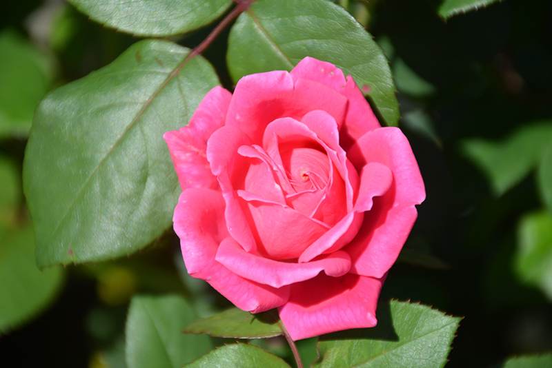 Pink Double Knock Out&reg; Rose