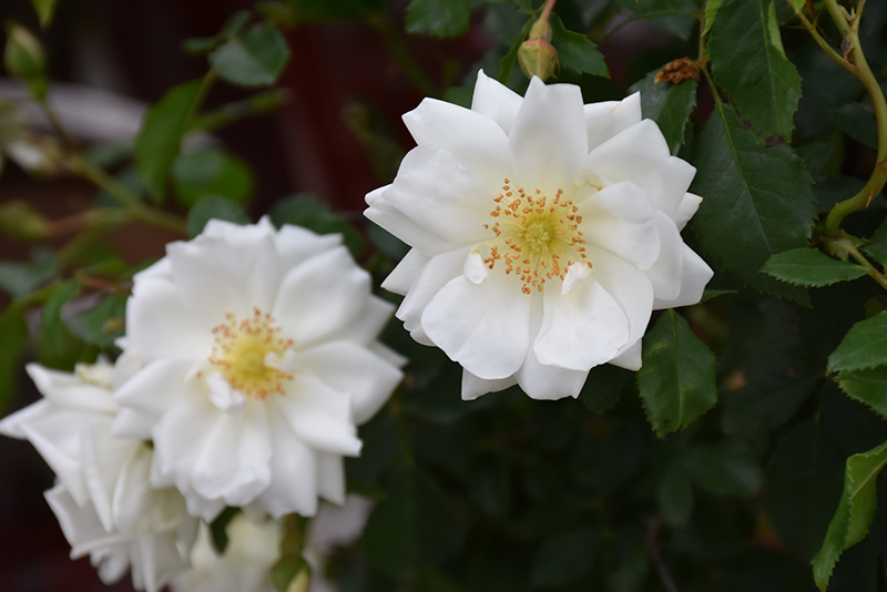 Flower Carpet White Rose