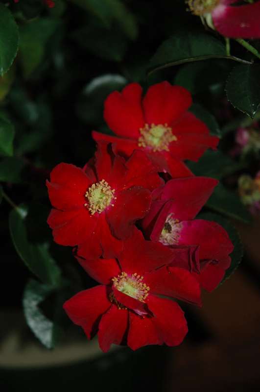 Flower Carpet Red Rose