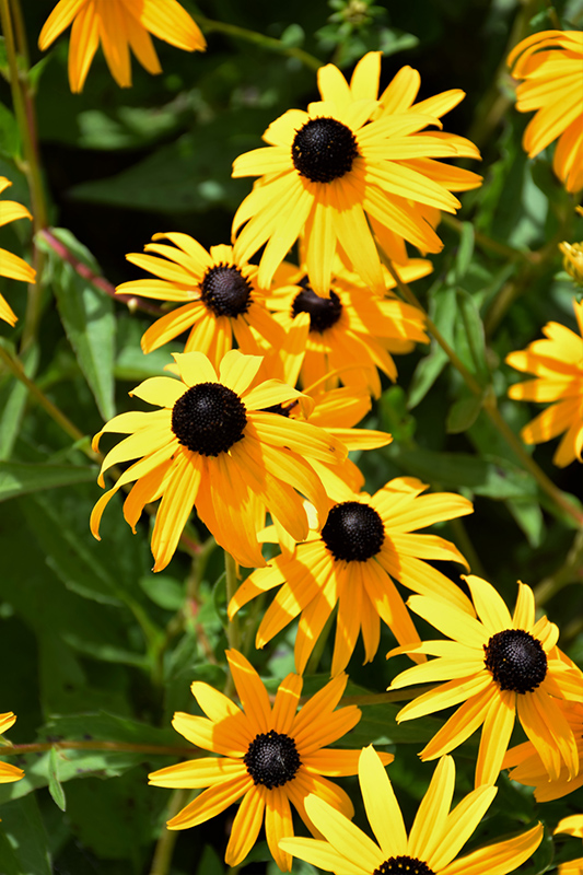 Goldsturm Coneflower