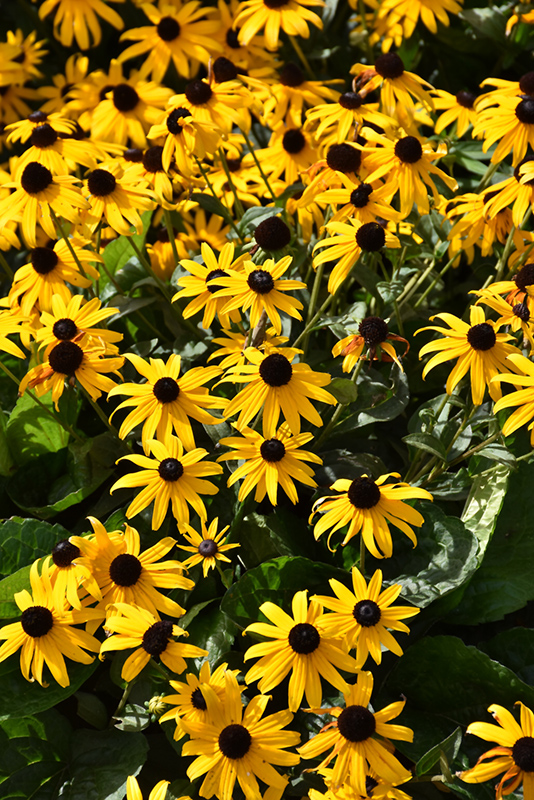 Orange Coneflower