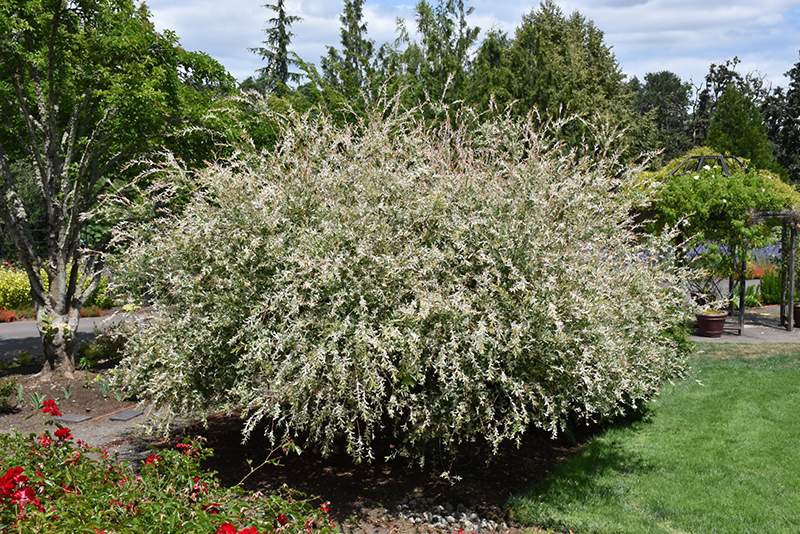 Tricolor Willow