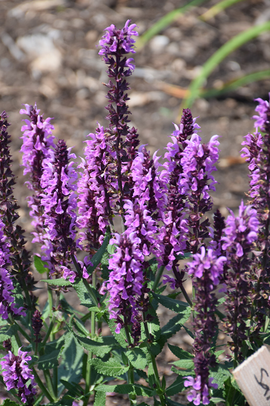 Pink Profusion Meadow Sage
