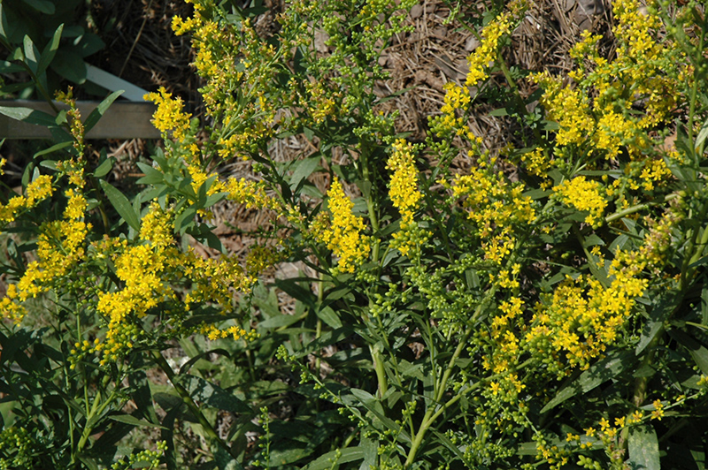 Solar Cascade Goldenrod