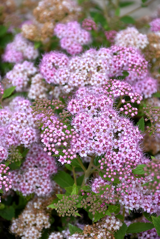 Little Princess Spirea