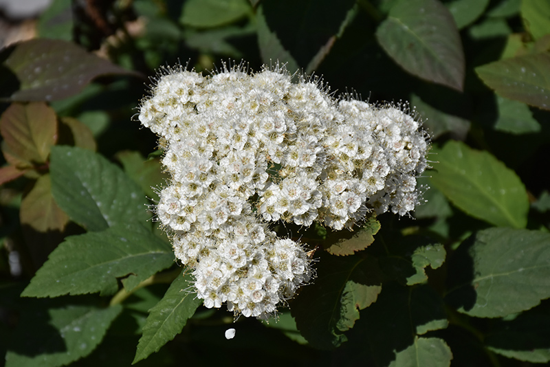 Double Play&reg; Blue Kazoo&reg; Spirea