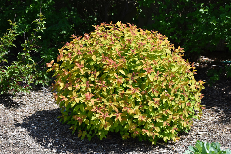 Double Play&reg; Candy Corn&reg; Spirea