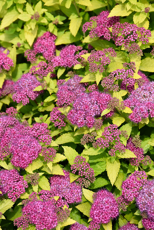 Double Play&reg; Gold Spirea