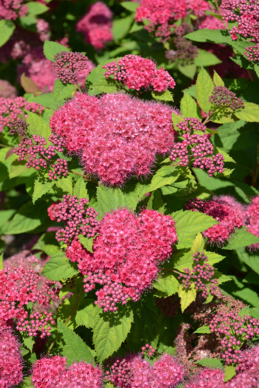 Double Play&reg; Red Spirea