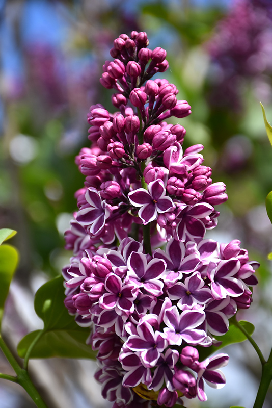 Sensation Lilac