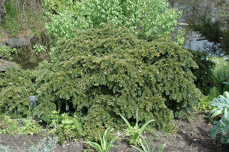 Repandens English Yew