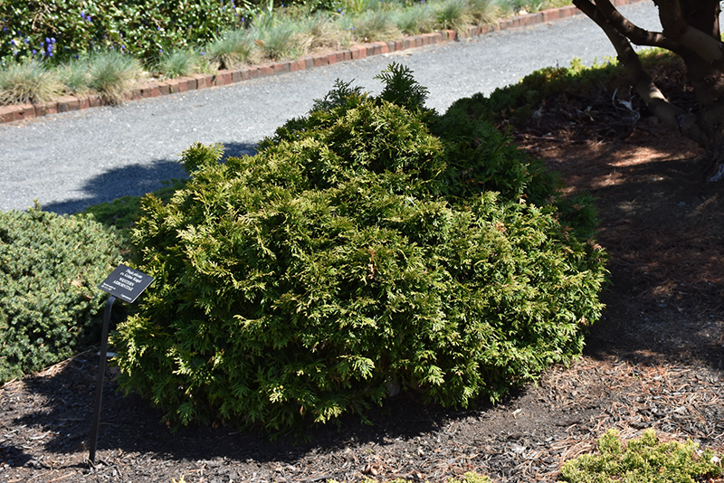 Grune Kugel Arborvitae