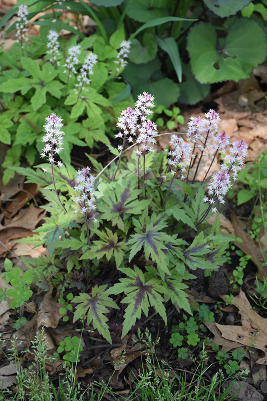 Cutting Edge Foamflower