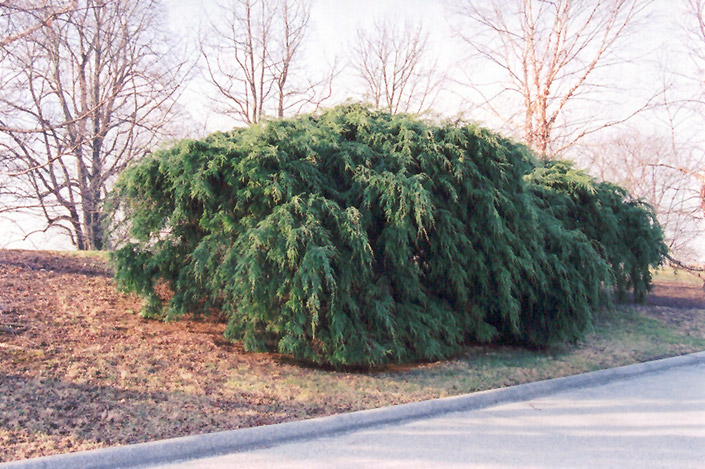 Sargent's Weeping Hemlock