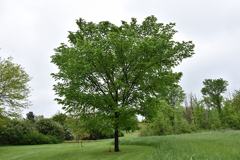 Valley Forge Elm