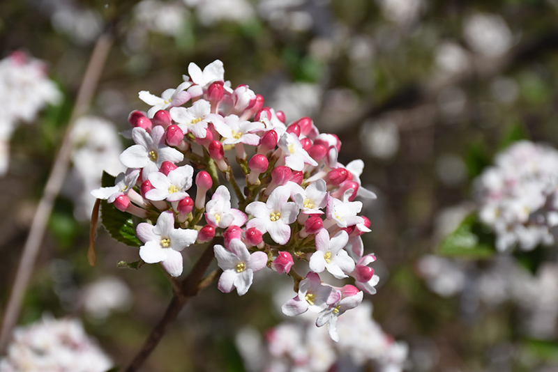 Mohawk Viburnum