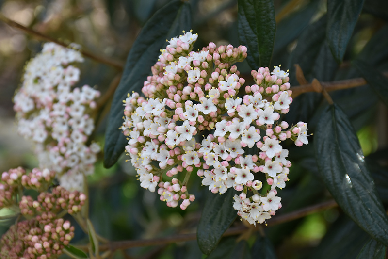 Prague Viburnum