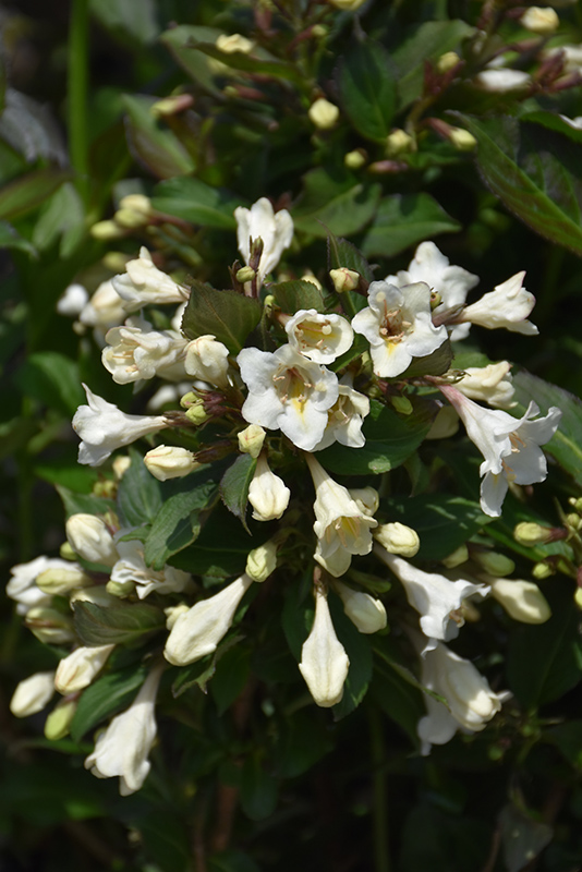 Tuxedo&trade; Weigela