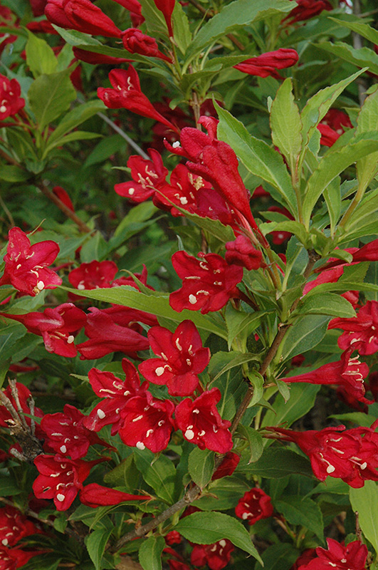 Red Prince Weigela