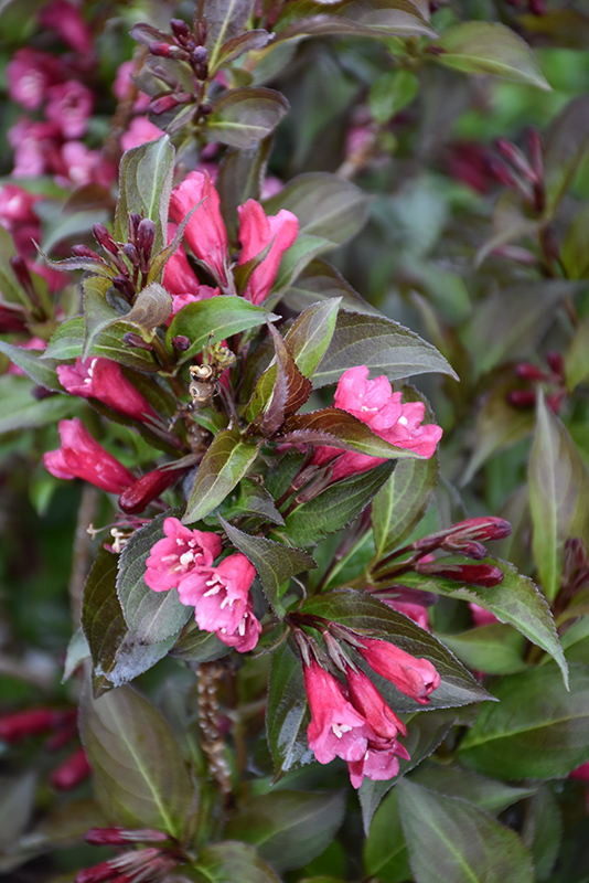 Shining Sensation&trade; Weigela