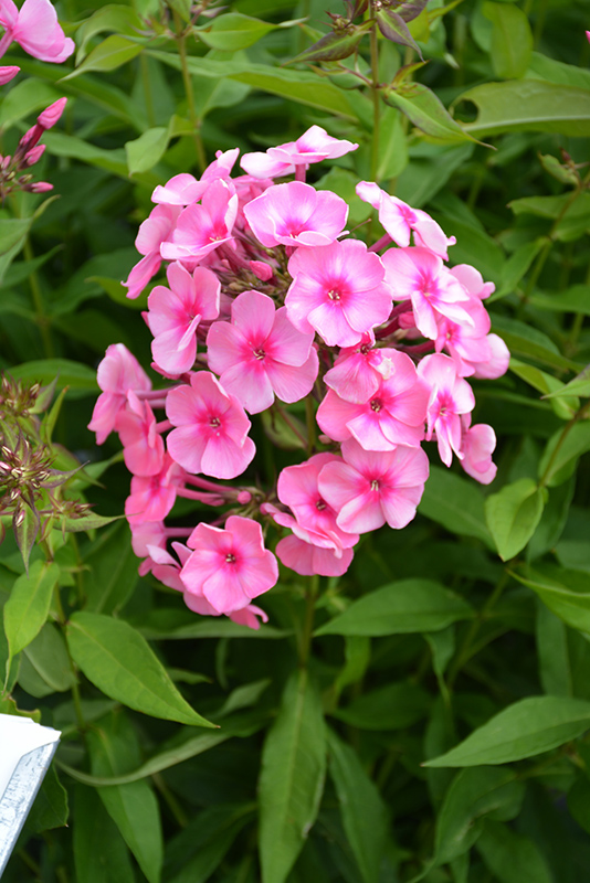 Coral Creme Drop&trade; Garden Phlox