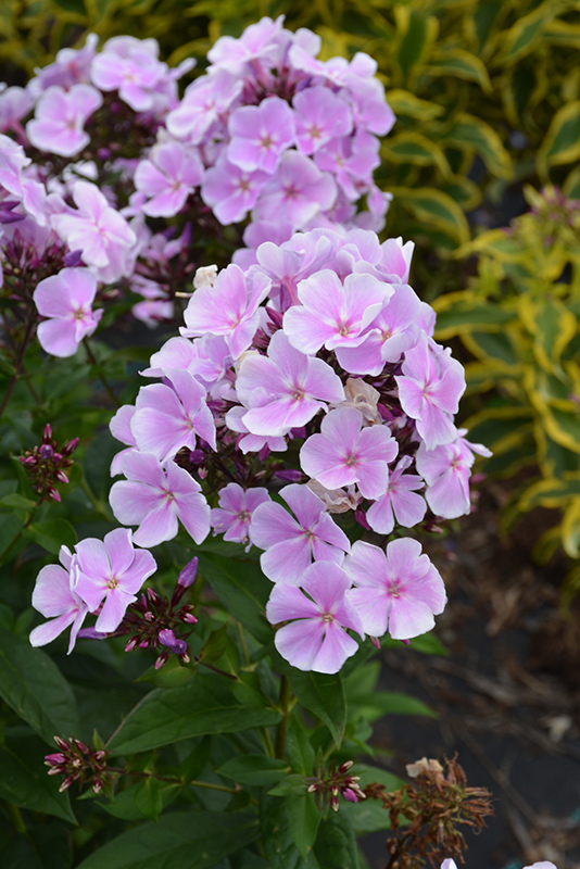 Franz Schubert Garden Phlox