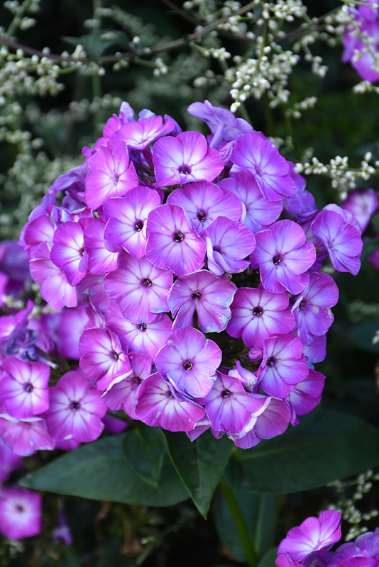 Weston Nurseries Volcano® Purple With White Eye Garden Phlox