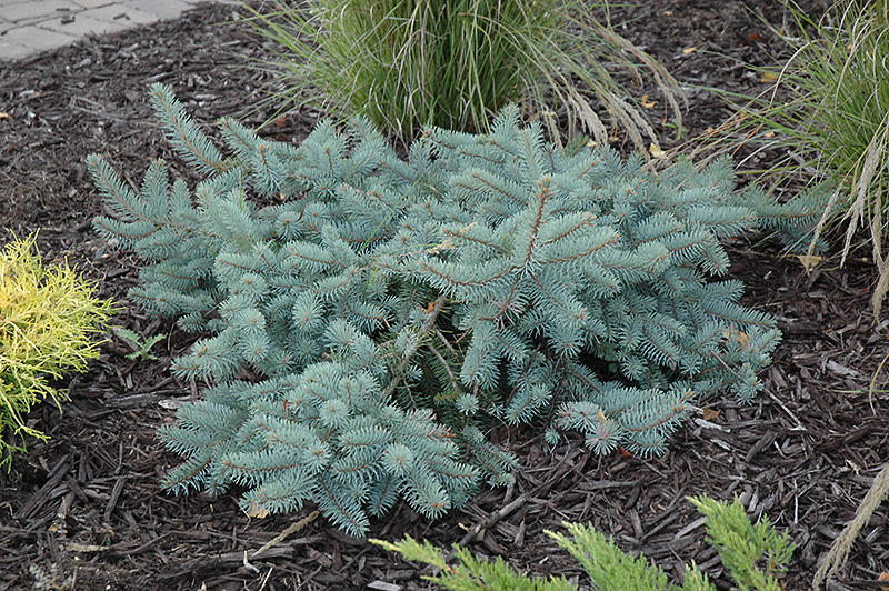 Procumbens Spruce